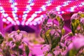 Special LED lights belts above basil herb in aquaponics system combining fish aquaculture with hydroponics