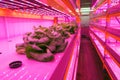 Special LED lights belts above lettuce in aquaponics system combining fish aquaculture with hydroponics, cultivating plants