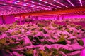 Special LED lights shine on lettuce in aquaponics system combining fish aquaculture with hydroponics, cultivating plants in water