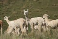 South American alpaca, the cutest animal in the world