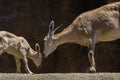 Gazelle Mother Kissing her Baby Calf Royalty Free Stock Photo
