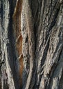 Special natural texture of the brown bark of a tree trunk