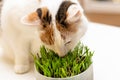Special nutritional cat grass. Concept, Taking care of your pet`s health, Cat eating grass Royalty Free Stock Photo