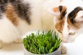 Special nutritional cat grass. Concept, Taking care of your pet`s health, Cat eating grass Royalty Free Stock Photo