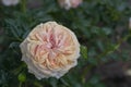 A special peach rose blossomed in the park Royalty Free Stock Photo