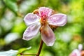 Flower of Buriti Fruit Tree