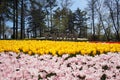 Special place grass, trees, yellow flowers and tulips Royalty Free Stock Photo