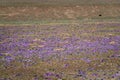 Special plateau plant blooms in Beautiful Qinghai-Tibet Plateau Ngari, Tibet, China summer