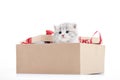 Little adorable fluffy kitten looking out of decorated cardboard box being present for special occasion. Royalty Free Stock Photo