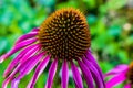 Special purple flower with a large center