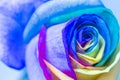 Rainbow rose close-up