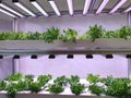 Special room equipped for growing plants in good conditions- perfect for plant growing business