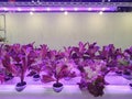 Special room equipped for growing plants in good conditions- perfect for plant growing business