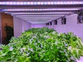 Special room equipped for growing plants in good conditions- perfect for plant growing business