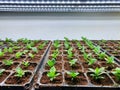 Special room equipped for growing plants in good conditions- perfect for plant growing business