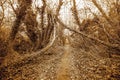 Sepiatone photograph of woodland path in winter Royalty Free Stock Photo