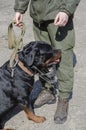 Special Service Dogs Concept. A man in military uniform standing Royalty Free Stock Photo