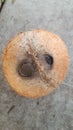 special single hole of coconut shell difference other Royalty Free Stock Photo