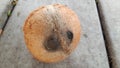 special single hole of coconut shell difference other Royalty Free Stock Photo