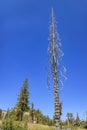 Special tall dry tree Royalty Free Stock Photo