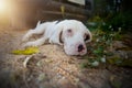 A special type of beagle dog ,white fur and blue eyes, while laying down on the sand out door in front of a car. Focus on face and