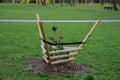 A special type of fixing newly planted trees in the park. conifers have trunks tied to four poles forming a funnel-shaped enclosur