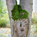 Special vegetation with moss between two staggered tree branches