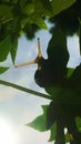 Special view, snail eyes on the leaves of the papaya tree Royalty Free Stock Photo