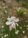 Special white flower