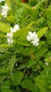 special white flowers with leave