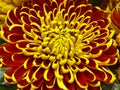 Special yellow and red color chrysanthemum