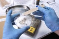 Specialised police check drugs on petri dish in crime lab