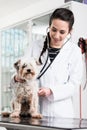 Specialist examining sick dog in clinic Royalty Free Stock Photo
