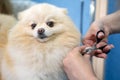 Specialist grummer cuts the nails of a Pomeranian spitz dog with special scissors in the salon