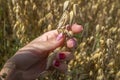 The specialist sees the seeds of oats in the field