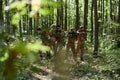 A specialized military antiterrorist unit conducts a covert operation in dense, hazardous woodland, demonstrating Royalty Free Stock Photo