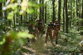 A specialized military antiterrorist unit conducts a covert operation in dense, hazardous woodland, demonstrating Royalty Free Stock Photo