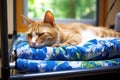 a specially adapted pet bed for a handicapped feline