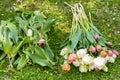 Specialty cut flower tulips harvest and clean up. Freshly picked and cleaned tulips background.
