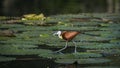 African jacana in Kruger National park, South Africa