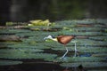 African jacana in Kruger National park, South Africa