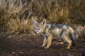 Black-backed jackal in Kruger National park, South Africa Royalty Free Stock Photo