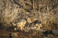 Black-backed jackal in Kruger National park, South Africa Royalty Free Stock Photo