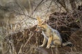 Black-backed jackal in Kruger National park, South Africa Royalty Free Stock Photo