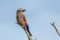 Rufous crowned Roller in Kruger National park, South Africa Royalty Free Stock Photo