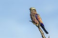 Rufous crowned Roller in Kruger National park, South Africa Royalty Free Stock Photo