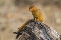 Slender mongoose in Kruger National park, South Africa