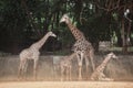 Specie Giraffa camelopardalis family of Giraffidae.