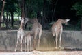 Specie Giraffa camelopardalis family of Giraffidae.