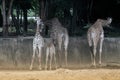 Specie Giraffa camelopardalis family of Giraffidae.